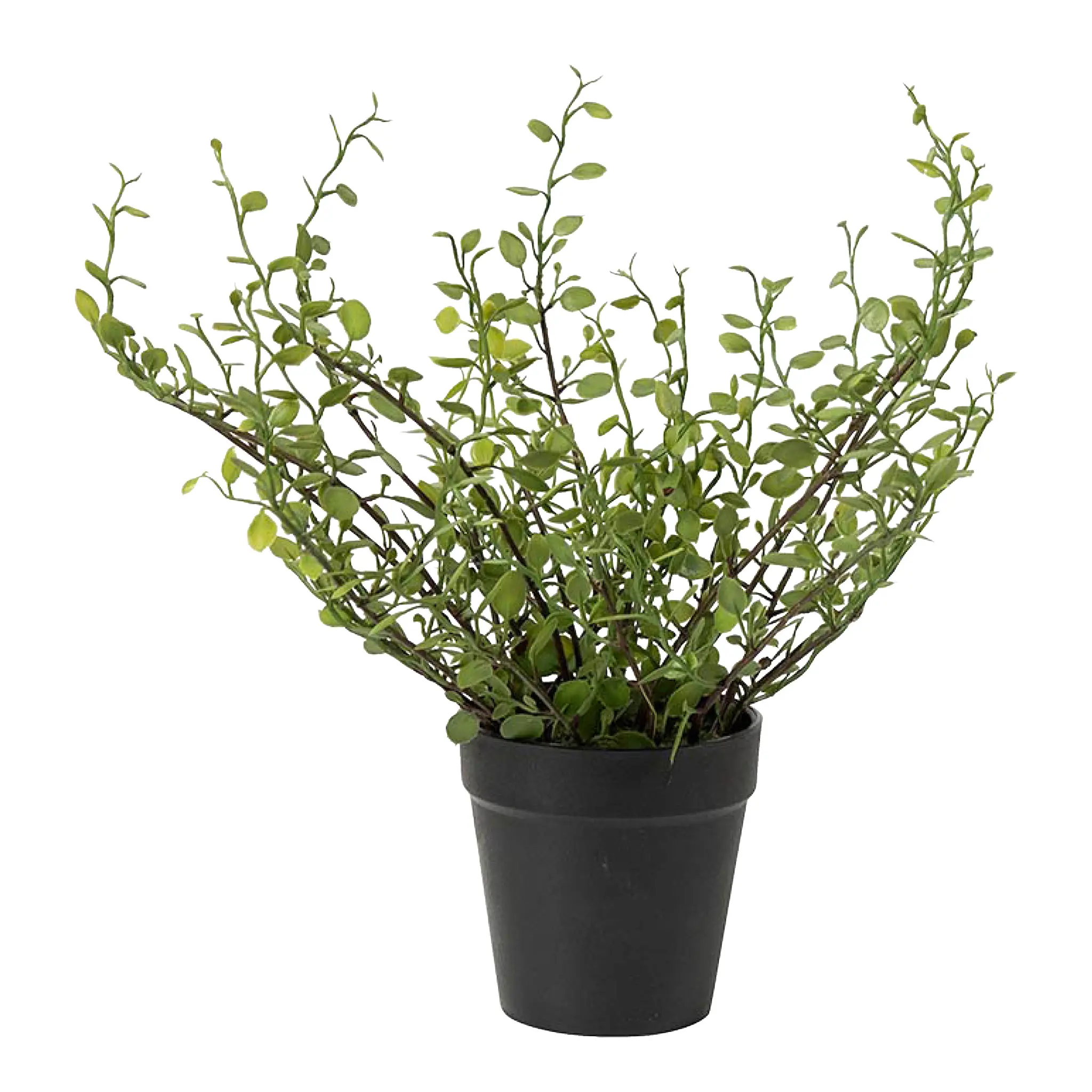 Mr Plant Muehlenbeckia kunstig potteplante 25 cm grønn