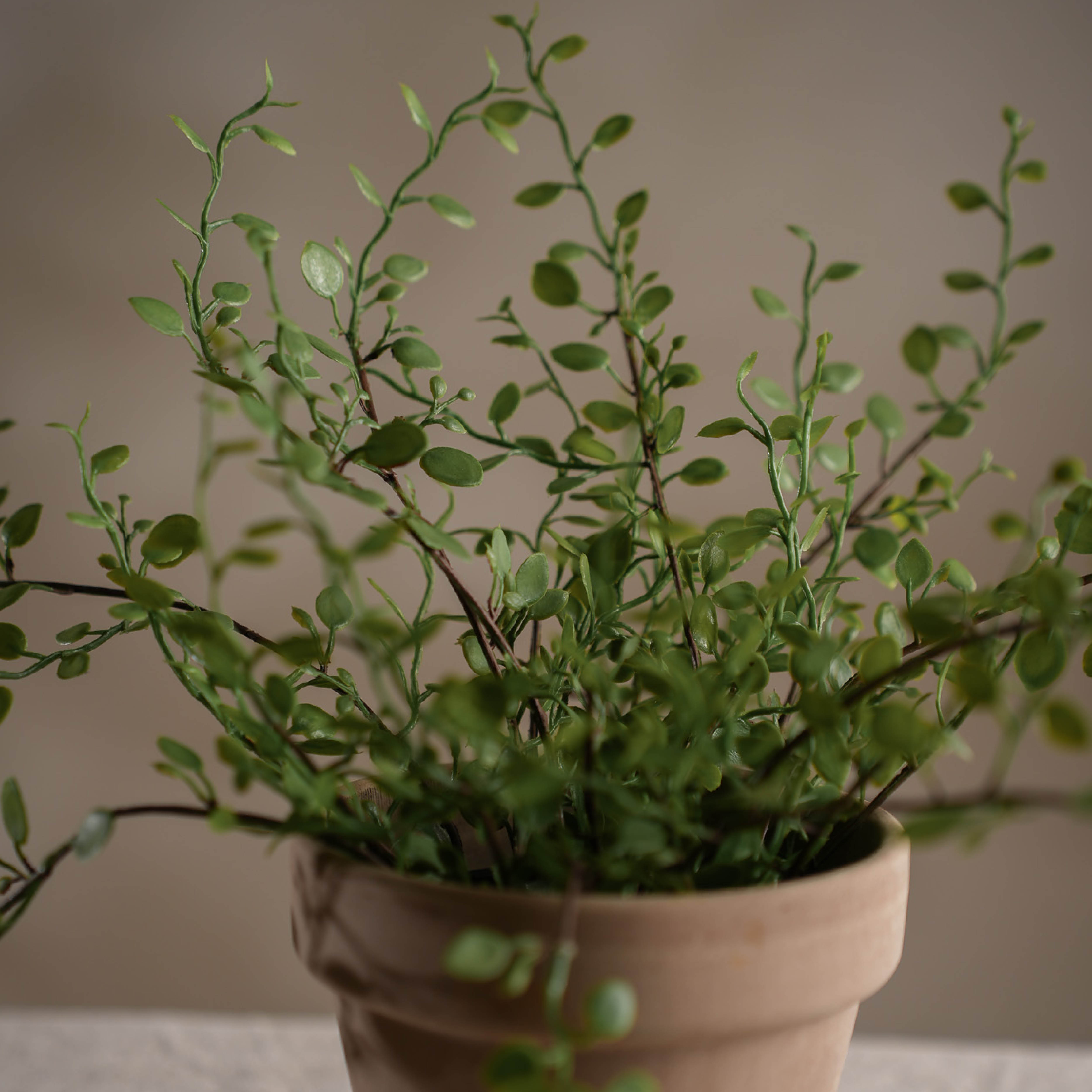 Mr Plant Muehlenbeckia kunstig potteplante 25 cm grønn