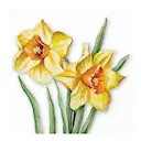 Servett 33x33 cm 20-pack Flowering Daffodils
