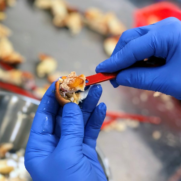 Pagurus Äyriäissetti 3 osaa Punainen