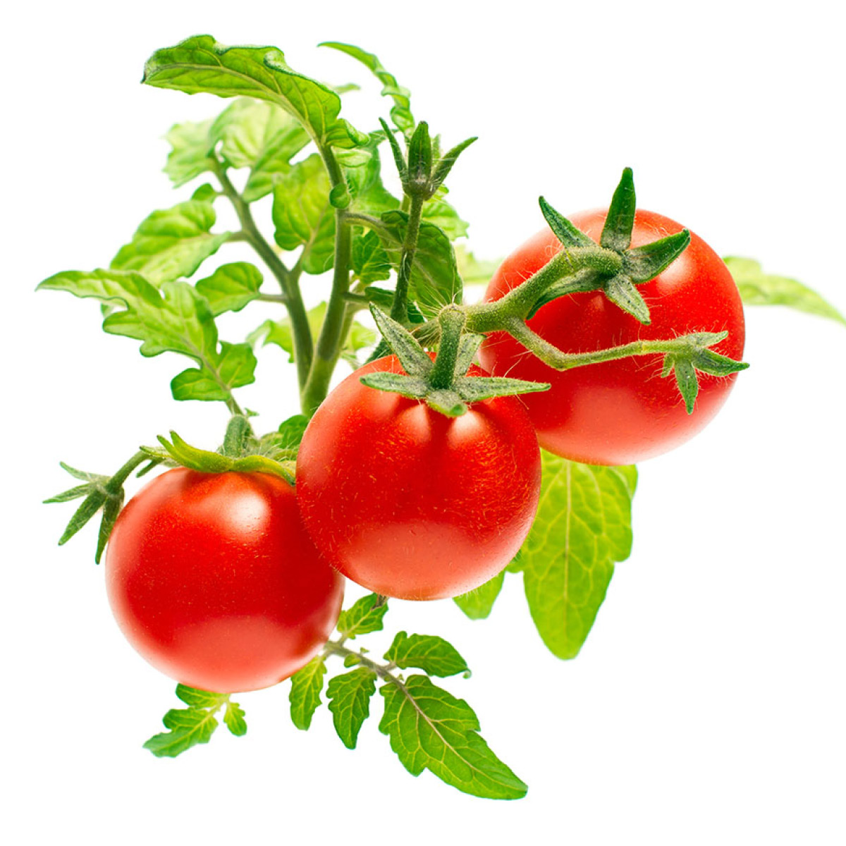 Click & Grow Smart Garden Refill 3 stk mini tomat