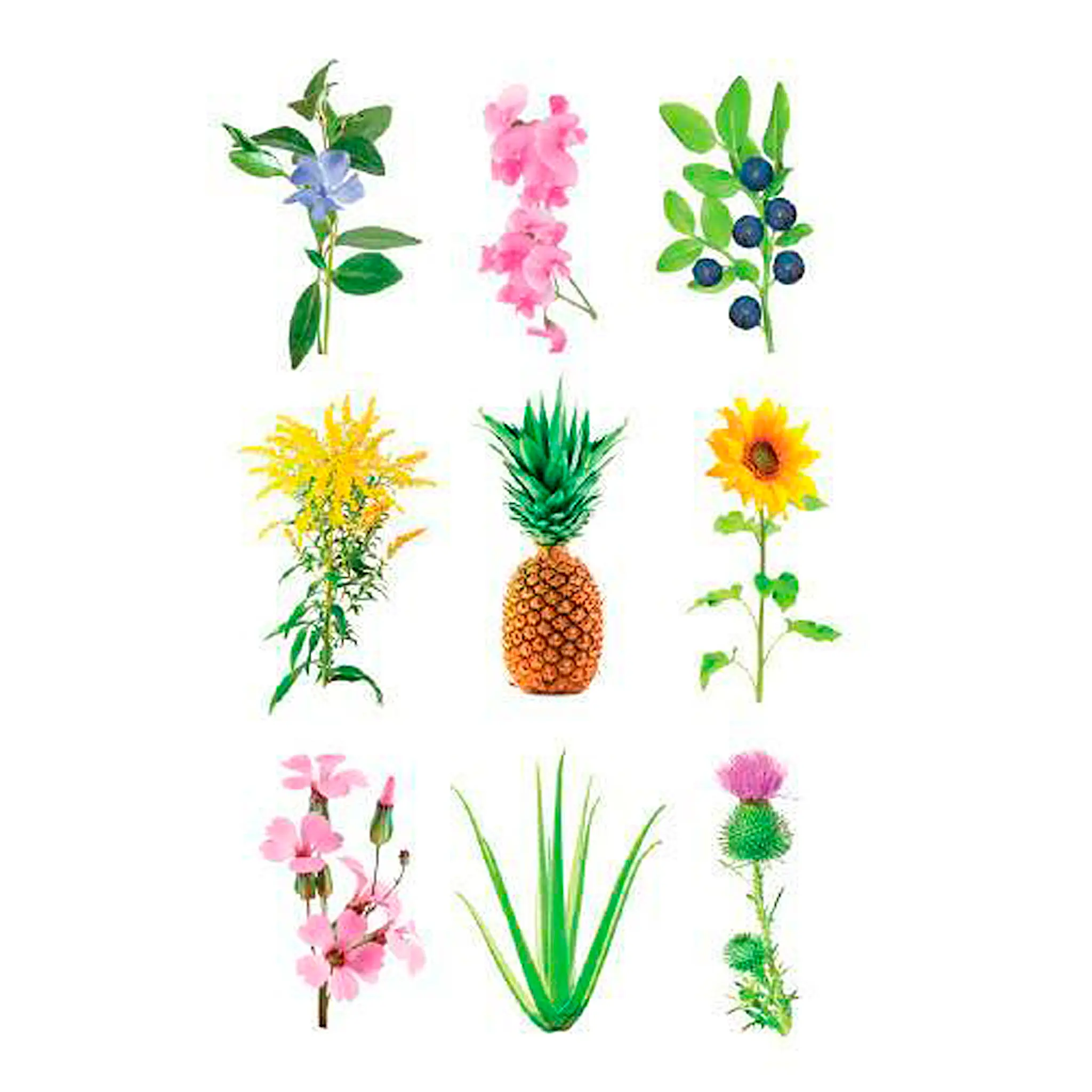 Click & Grow Smart Garden Refill 3-pack experimentell