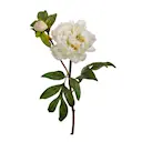 Pion 50 cm rosa