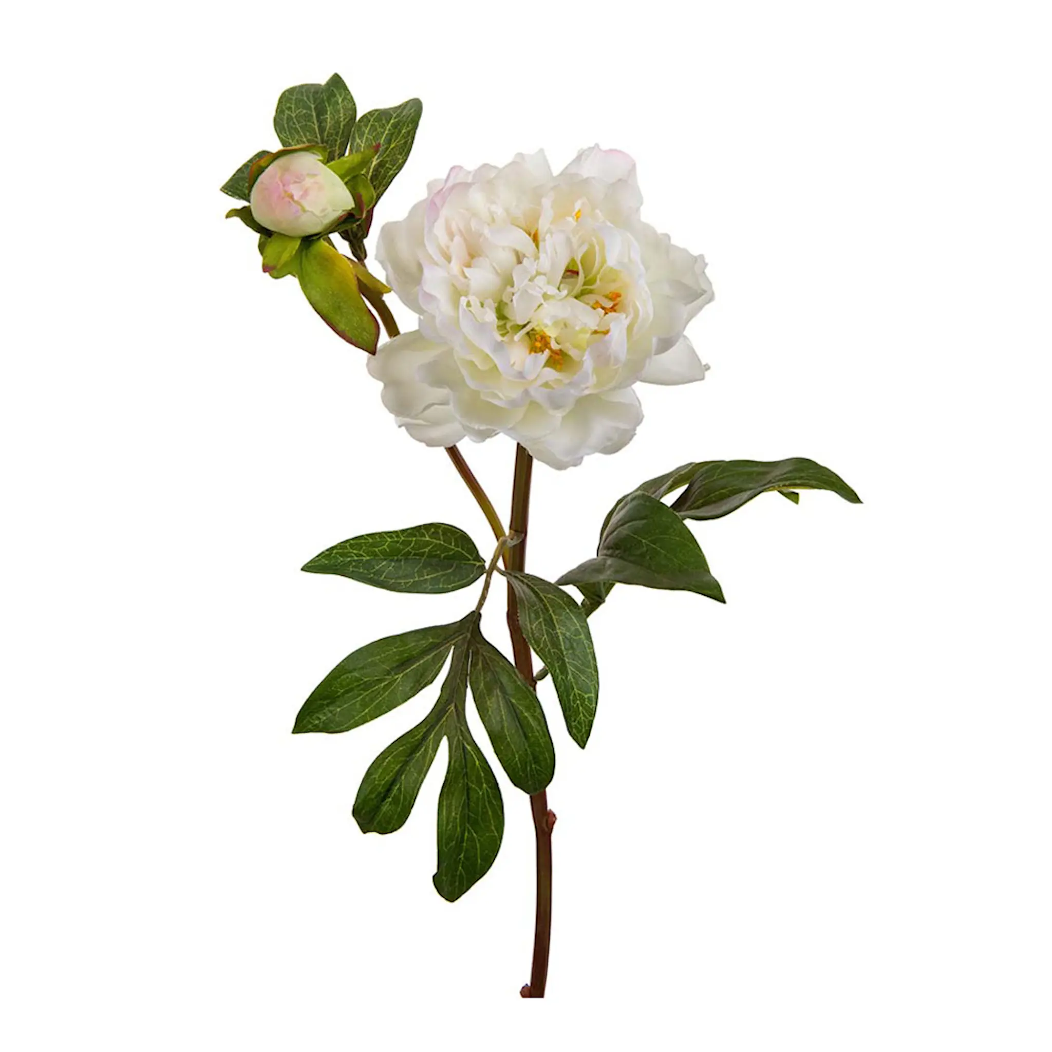 Mr Plant Pion 50 cm rosa