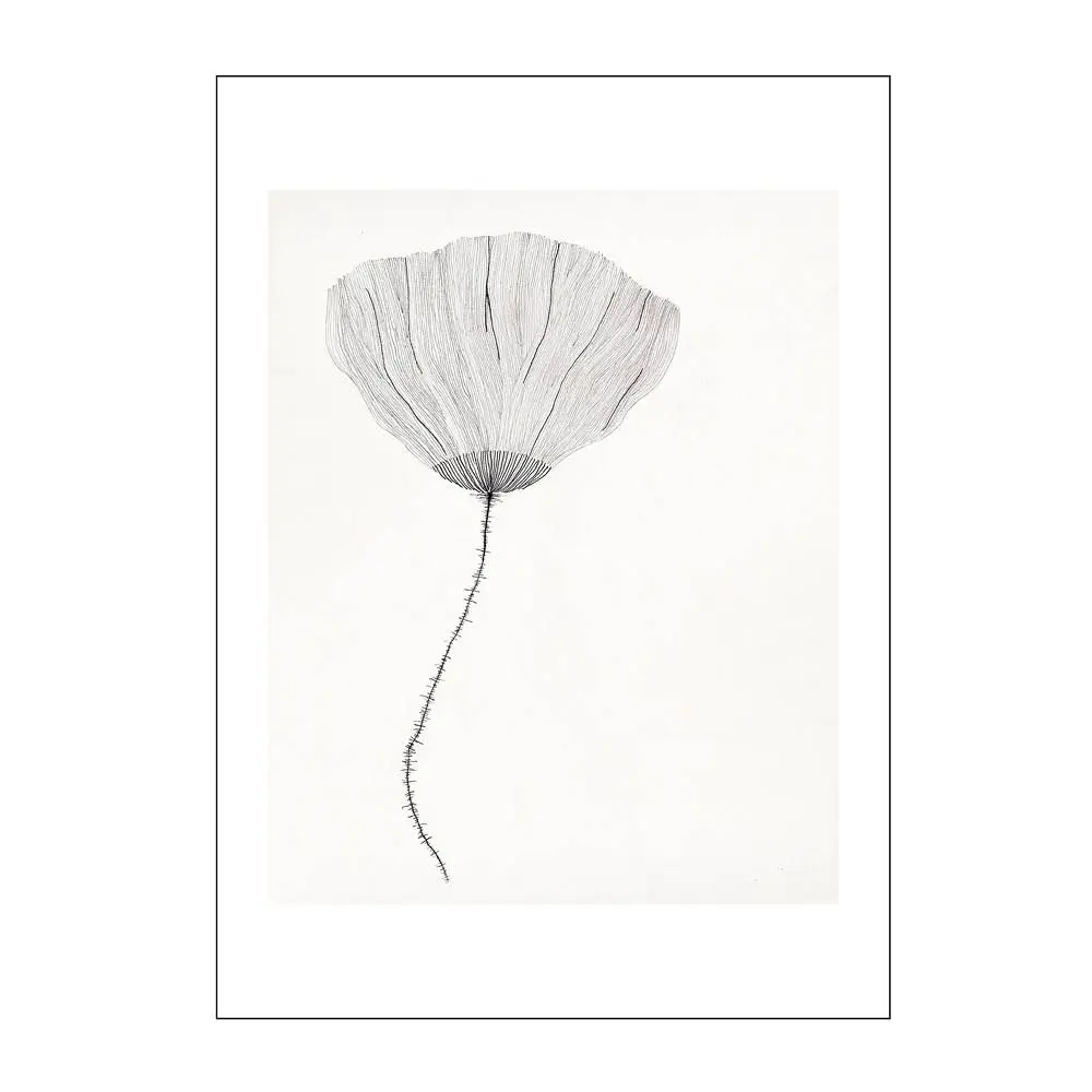 The Poster Club x Ana Frois poster 50x70 cm poppy