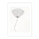 The Poster Club x Ana Frois poster 50x70 cm poppy